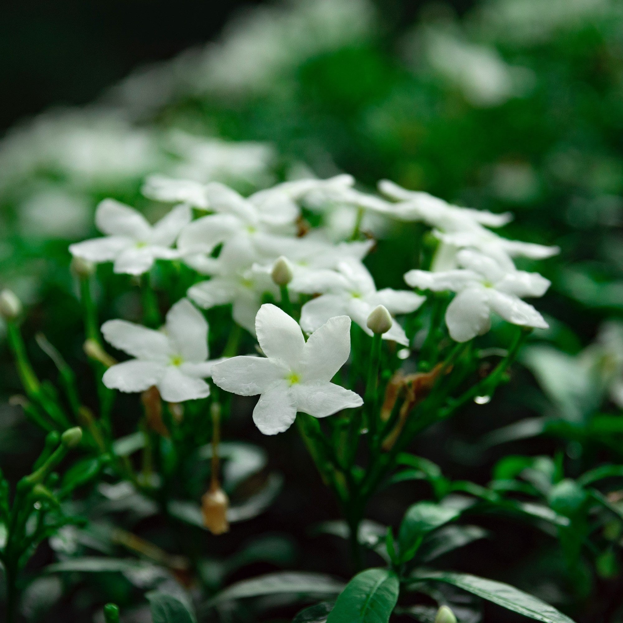 Jasmine