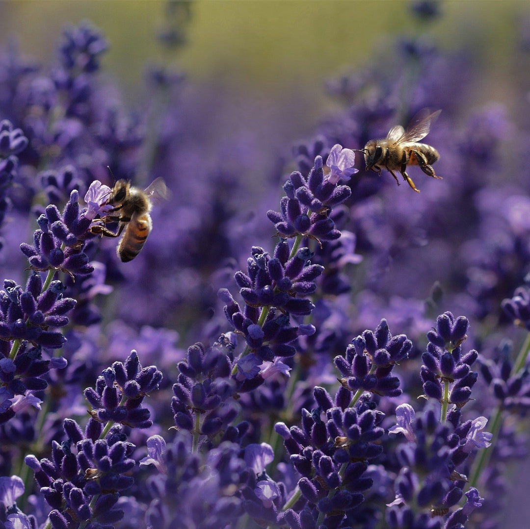 Lavender