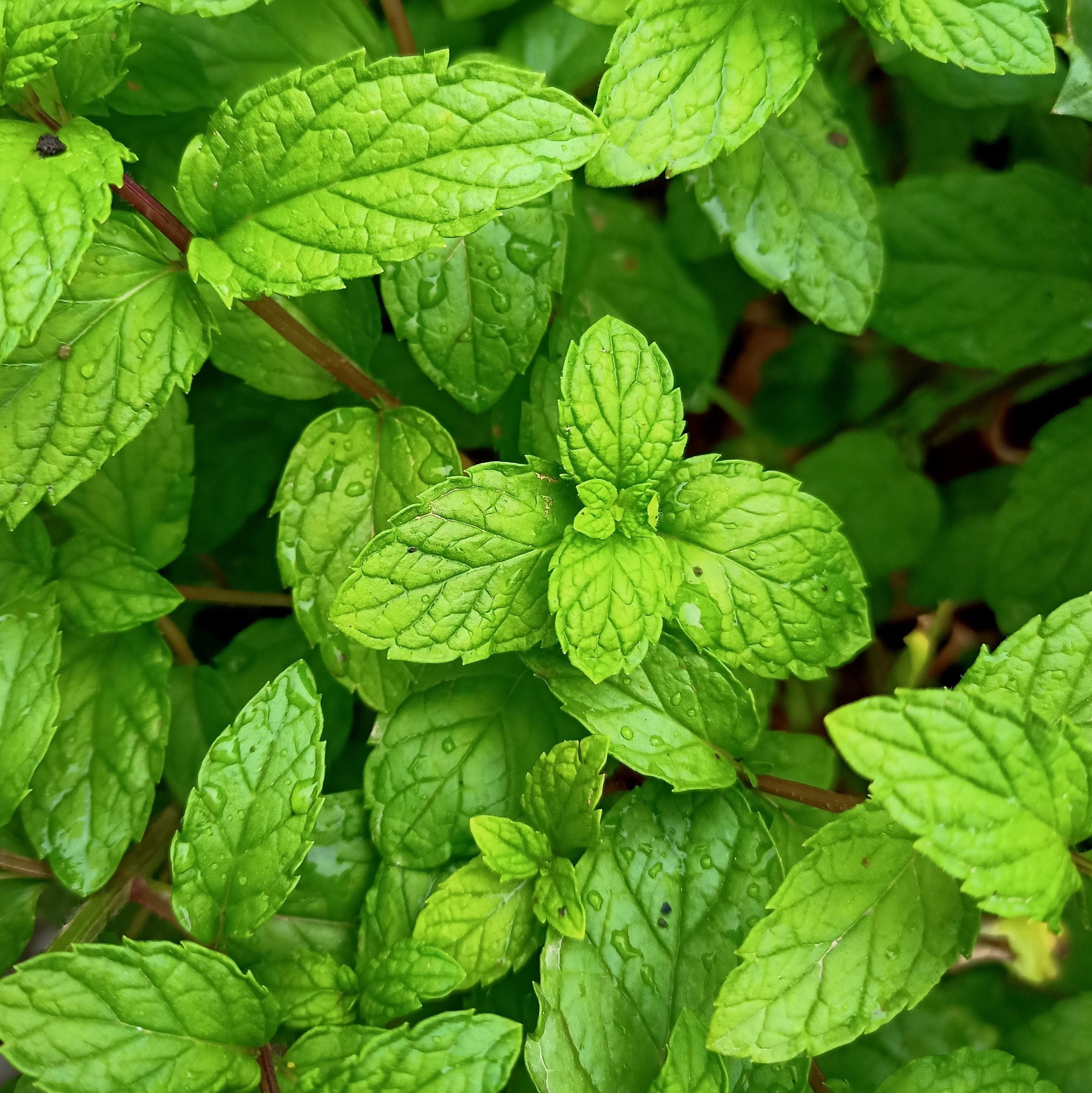 Mint